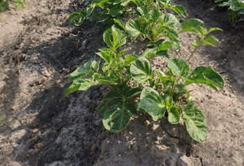 Lauwerzijl aardappel